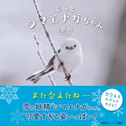 札幌市内でも出会える 雪の妖精 写真が伝える冬の北海道の魅力 ウォーカープラス