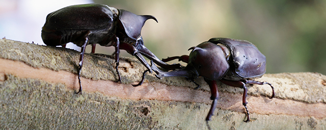 カブトムシ