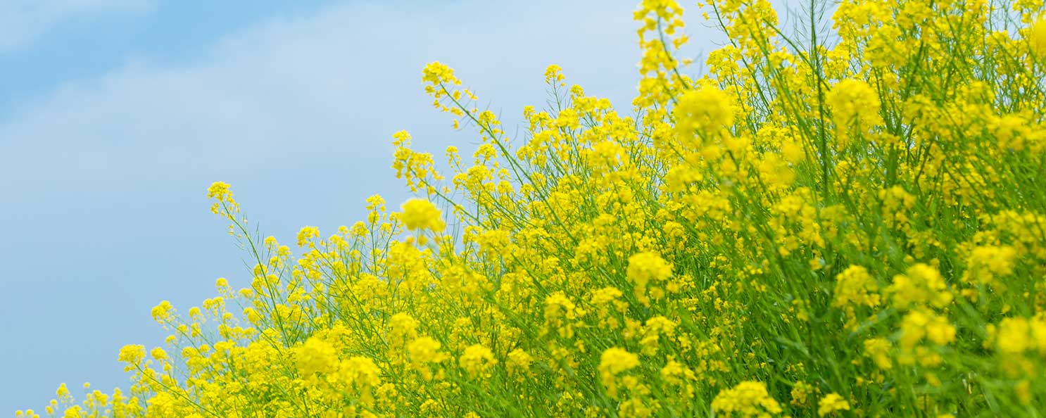 千葉県の菜の花見頃一覧 3件 ウォーカープラス