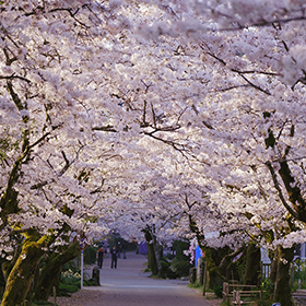 福岡県のお花見情報 2024