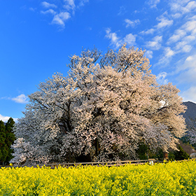 熊本県のお花見情報 2024
