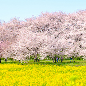 埼玉のお花見情報 2024