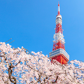 東京のお花見情報 2024