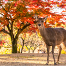 奈良県の紅葉情報 2024