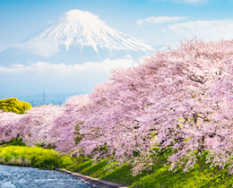 【2025年版・開花予想】桜の開花予想を各エリアごとにお届け！