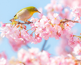 河津桜（2025年の河津桜まつり、見頃、名所など）