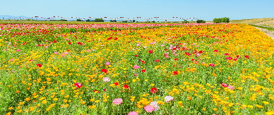 お花見ガイド